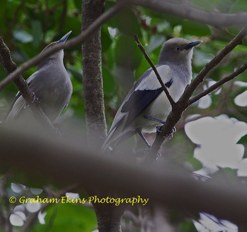 White-shouldered Starling
Seen in Mai Po.